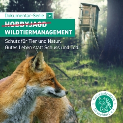 29.9.2024, 16:00 Uhr: "Wildtiermanagement gegen (Hobby)Jagd" - Teaser der Filmdoku und Impuls vom Team